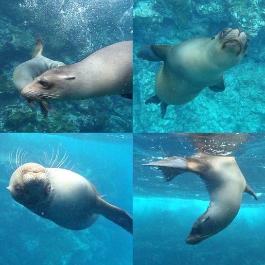 Snorkelling with sea lions in the Galapagos Islands