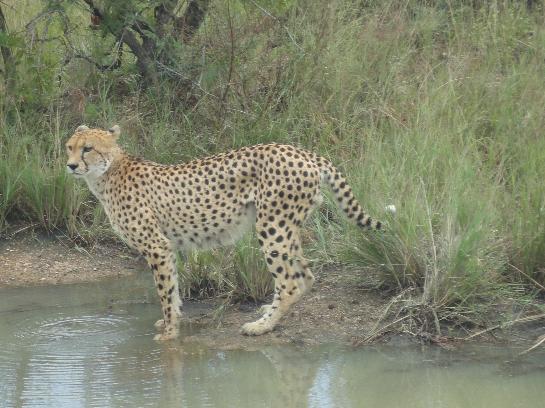 Kruger Cheetah